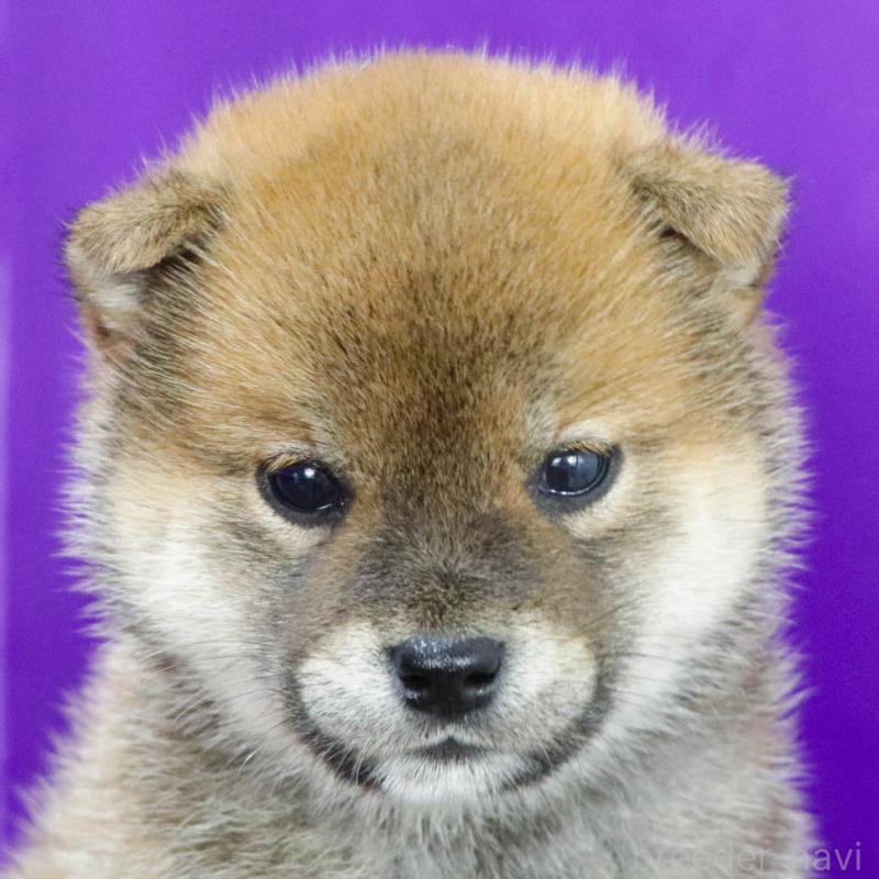 販売中の愛知県の柴犬-401772の3枚目